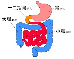体の関係の中で内臓の働きと筋肉は密接に関わり 名古屋市千種区の